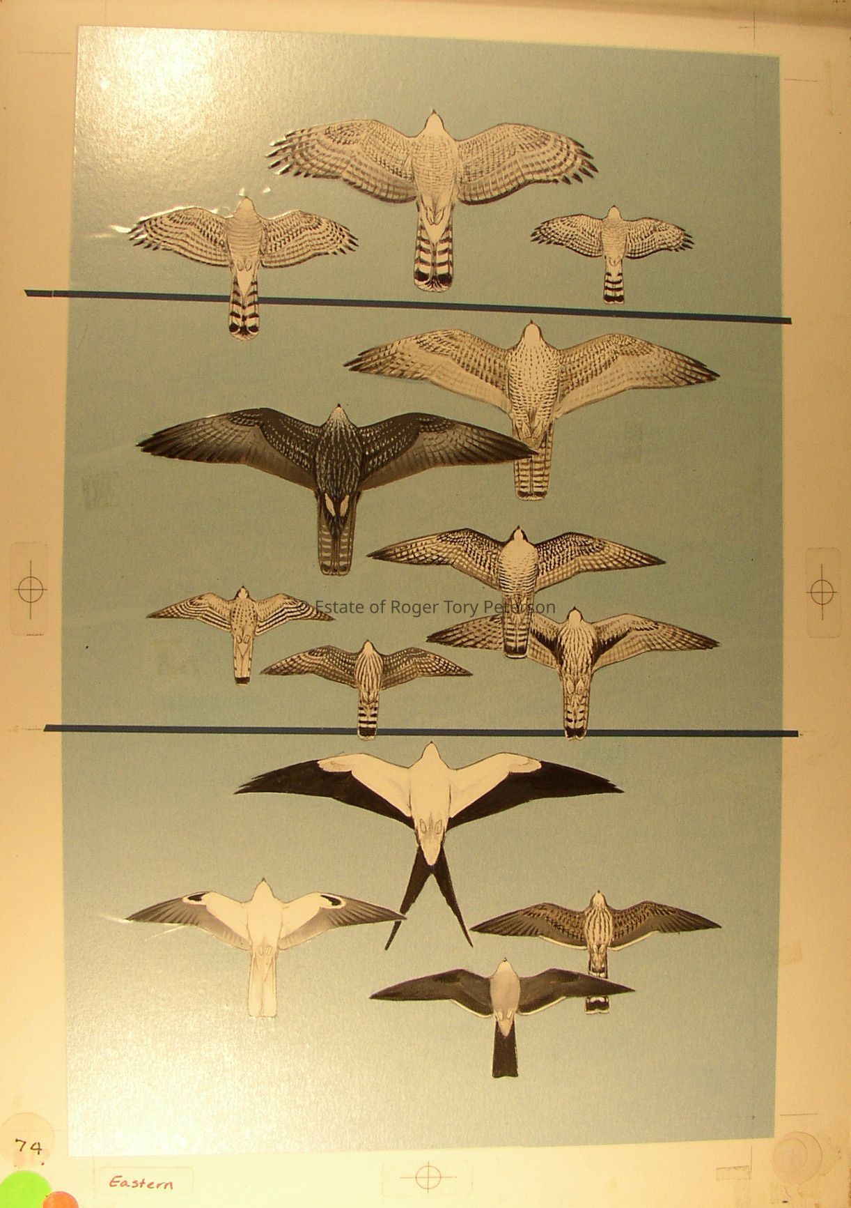 A Field Guide to the Birds, 1980 and A Field Guide to the Birds of Eastern and Central North America, 2002