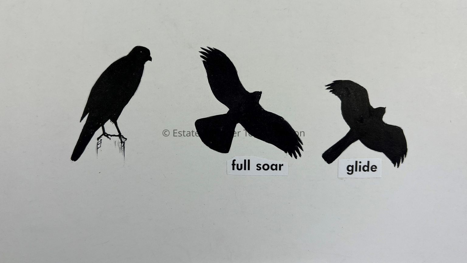 A Field Guide to Western Birds, 1990