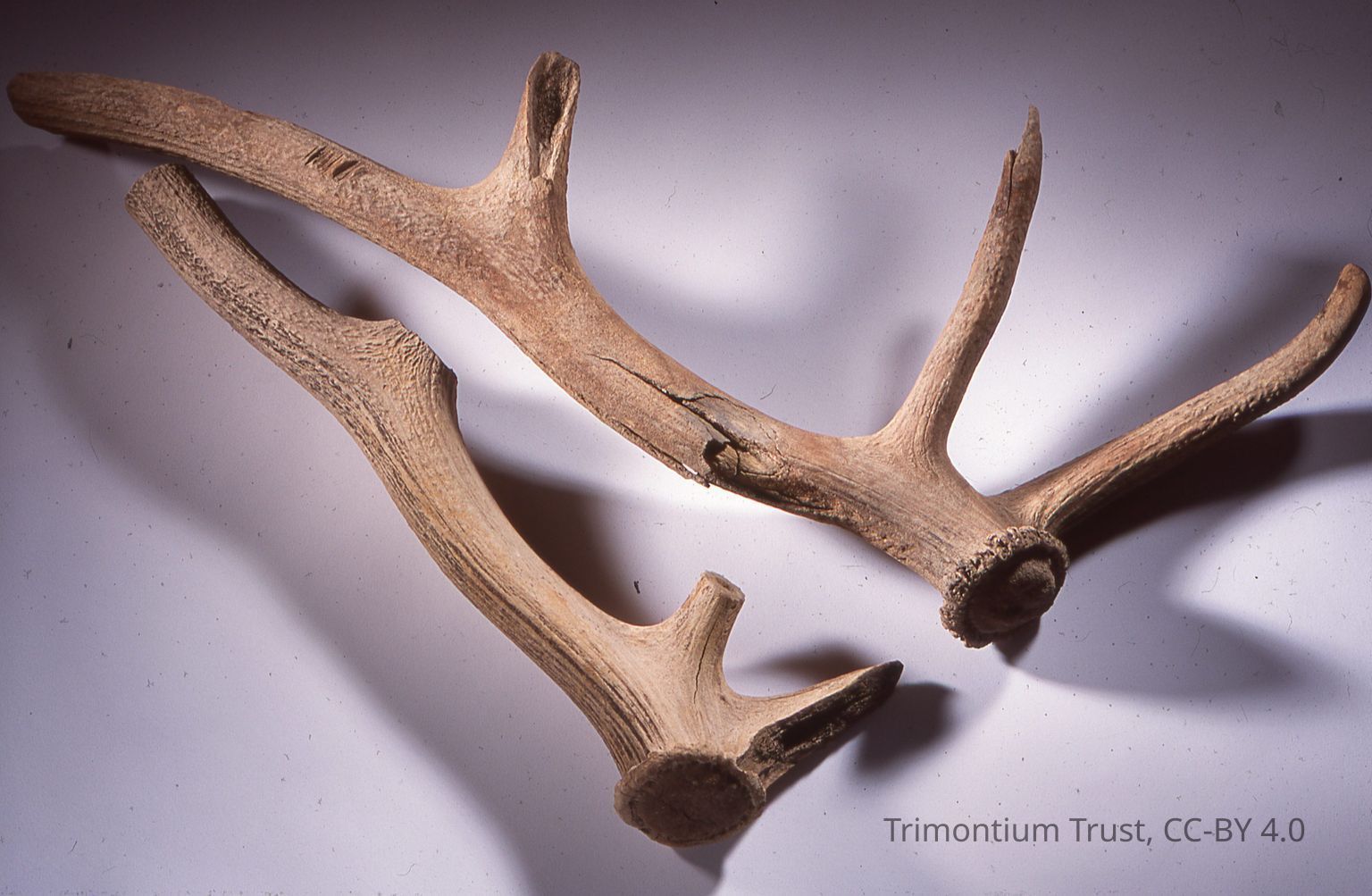 ANIMALS AT TRIMONTIUM