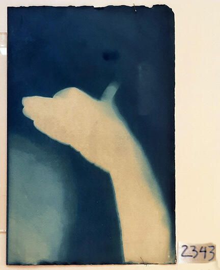 Handmade Dog Cyanotype No. 5 of 32: Norman Durkee, a Seattle composer, was a friend of mine and he sent me a tape of works made on his new Buchla synthesizer. One was titled, "Handmade Dog," a silly, rambling ditty with his synthesized "Woof woof" interspersed. My thought was to collaborate with Norman with my own handmade dogs. I had been doing such hand-shadow prints for some time. The technique, cyanotype, is sometimes called "sun printmaking" because sunlight is ideal, especially in months when the sun is high and rich in UV. The method requires coating paper with chemicals, letting it dry in a dark place, and then - in the sun as I did in this series - laying the paper out flat and putting like one's hand on it. Where the sun strikes the chemical, a reaction occurs and after some seconds or a minute, the paper is shielded until it can be washed. In cold, running water, the unexposed chemicals dissolve and wash away. Where the sun struck, the chemicals became insoluble and turn blue. Invented at the time many photo processes were (the mid-19th Century), it never achieved commercial value except in making blueprints and fine art photographs. To make the series of 32 prints I made a cyanotype or two a day in the summer of 1982, climbing to the rooftop hatch to the top of the Journal of Commerce Building in Seattle, which was home to the Triangle Studios for me from 1977-1983. See my memoir, "Dumb Hope: My curious life - 1981-1990."