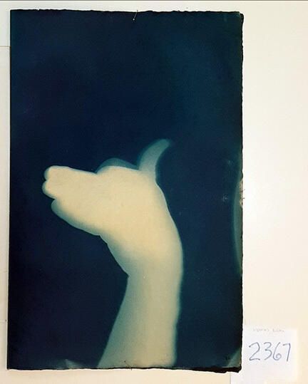 Handmade Dog Cyanotype No. 29 of 32: Norman Durkee, a Seattle composer, was a friend of mine and he sent me a tape of works made on his new Buchla synthesizer. One was titled, "Handmade Dog," a silly, rambling ditty with his synthesized "Woof woof" interspersed. My thought was to collaborate with Norman with my own handmade dogs. I had been doing such hand-shadow prints for some time. The technique, cyanotype, is sometimes called "sun printmaking" because sunlight is ideal, especially in months when the sun is high and rich in UV. The method requires coating paper with chemicals, letting it dry in a dark place, and then - in the sun as I did in this series - laying the paper out flat and putting like one's hand on it. Where the sun strikes the chemical, a reaction occurs and after some seconds or a minute, the paper is shielded until it can be washed. In cold, running water, the unexposed chemicals dissolve and wash away. Where the sun struck, the chemicals became insoluble and turn blue. Invented at the time many photo processes were (the mid-19th Century), it never achieved commercial value except in making blueprints and fine art photographs. To make the series of 32 prints I made a cyanotype or two a day in the summer of 1982, climbing to the rooftop hatch to the top of the Journal of Commerce Building in Seattle, which was home to the Triangle Studios for me from 1977-1983. See my memoir, "Dumb Hope: My curious life - 1981-1990."