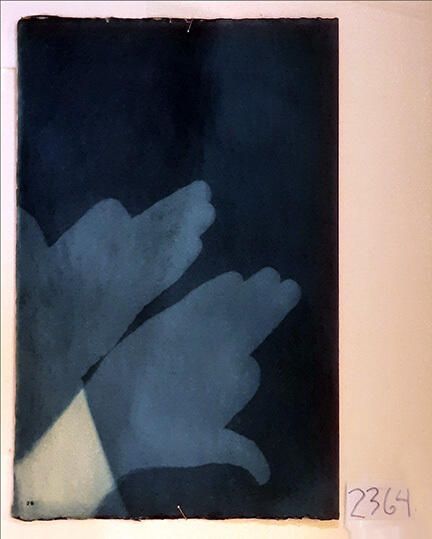 Handmade Dog Cyanotype No. 26 of 32: Norman Durkee, a Seattle composer, was a friend of mine and he sent me a tape of works made on his new Buchla synthesizer. One was titled, "Handmade Dog," a silly, rambling ditty with his synthesized "Woof woof" interspersed. My thought was to collaborate with Norman with my own handmade dogs. I had been doing such hand-shadow prints for some time. The technique, cyanotype, is sometimes called "sun printmaking" because sunlight is ideal, especially in months when the sun is high and rich in UV. The method requires coating paper with chemicals, letting it dry in a dark place, and then - in the sun as I did in this series - laying the paper out flat and putting like one's hand on it. Where the sun strikes the chemical, a reaction occurs and after some seconds or a minute, the paper is shielded until it can be washed. In cold, running water, the unexposed chemicals dissolve and wash away. Where the sun struck, the chemicals became insoluble and turn blue. Invented at the time many photo processes were (the mid-19th Century), it never achieved commercial value except in making blueprints and fine art photographs. To make the series of 32 prints I made a cyanotype or two a day in the summer of 1982, climbing to the rooftop hatch to the top of the Journal of Commerce Building in Seattle, which was home to the Triangle Studios for me from 1977-1983. See my memoir, "Dumb Hope: My curious life - 1981-1990."