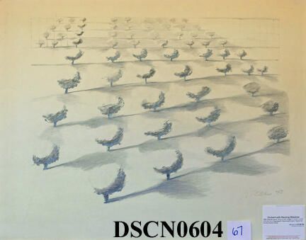 Orchard with Slanting Shadows: Living above the apricot and prune orchards on the hills overlooking the Almaden Valley in California that last year in San Jose, and every morning and evening seeing the long shadows cast by those little trees, stretching over the ground in between, made an impression on me that lasted for years. Even after we moved to Seattle, I continued to draw, paint and print the image, and I still look at simple snapshots. What is it about this?