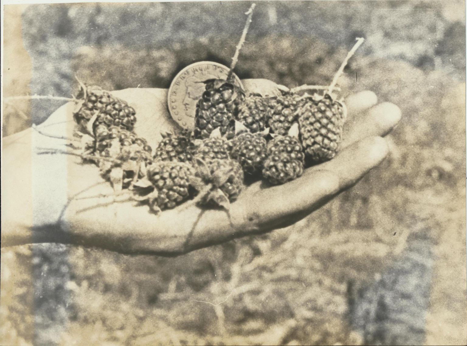 Fruit Juice Production During Prohibition
