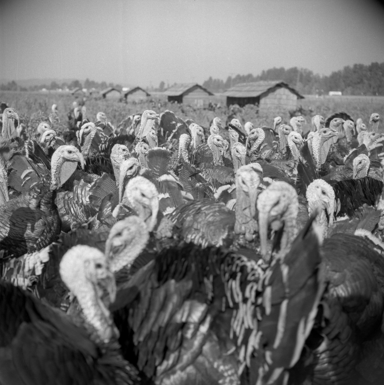 Turkeys