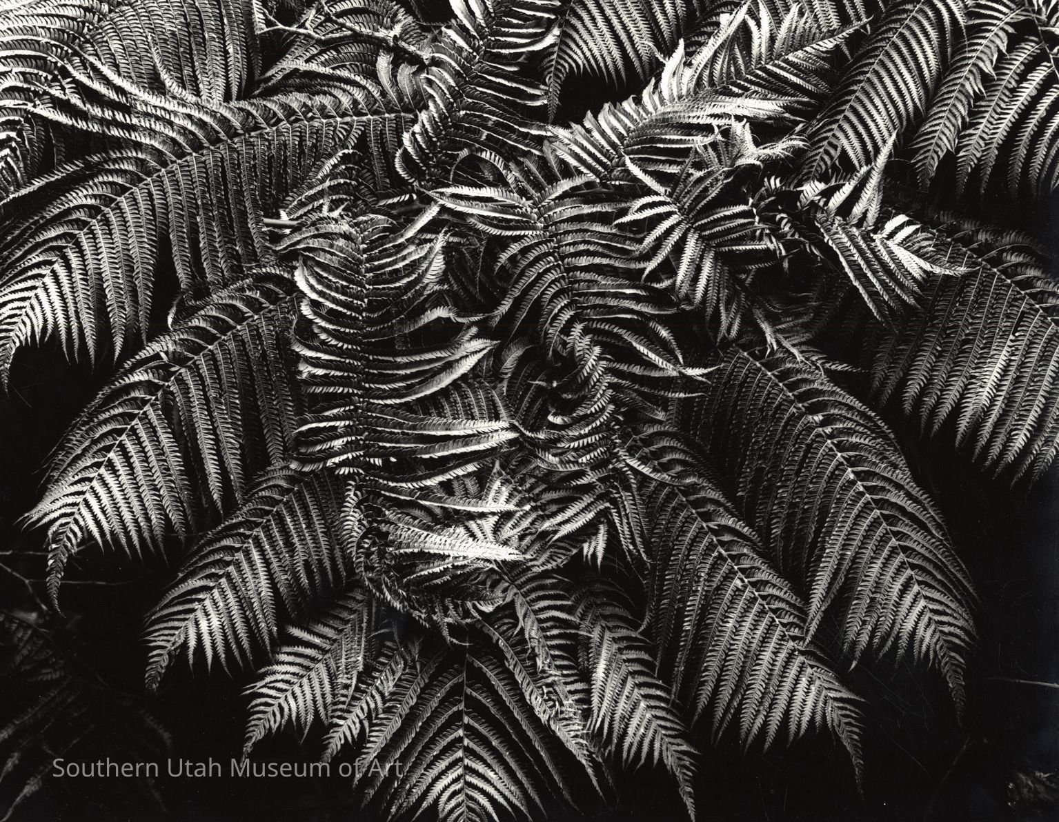 Brett Weston Photograph Archive