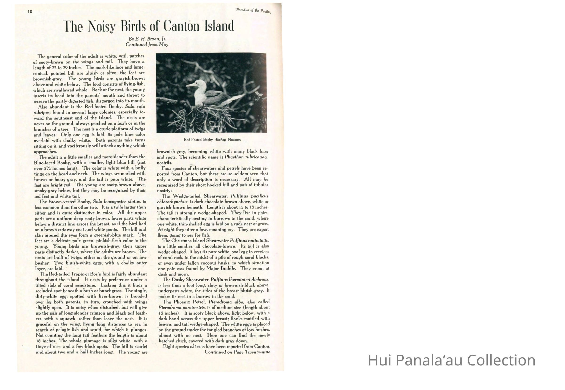 Red-Footed Booby, Bishop Museum