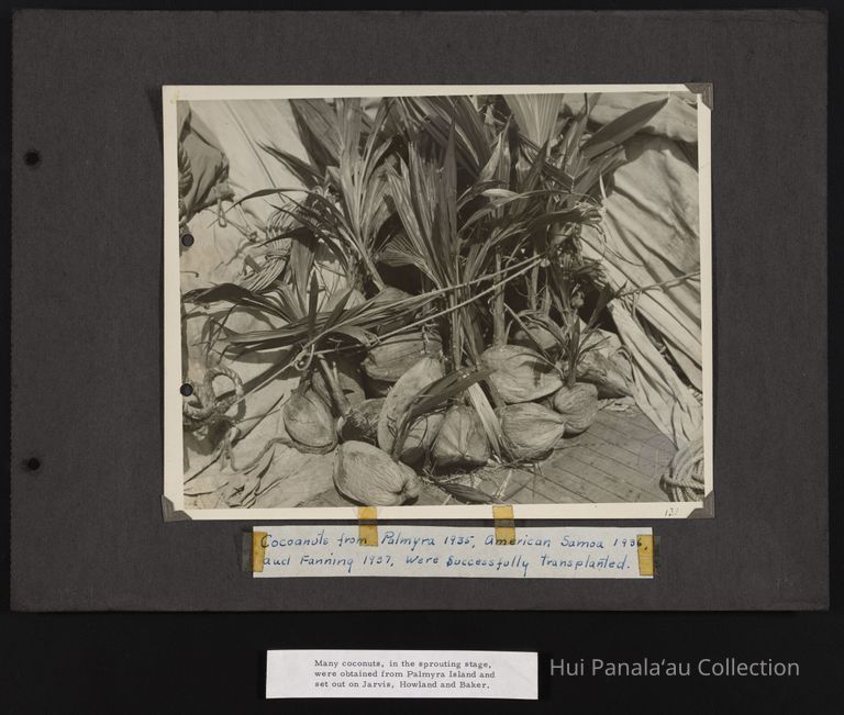 Cocoanuts from Palmyra in 1935, American Samoa in 1936, and Fanning in 1937 were successfully transplanted.... Many Coconuts , in the sprouting stage, were obtained from Palmyra Island and set out on Jarvis, Howland and Baker