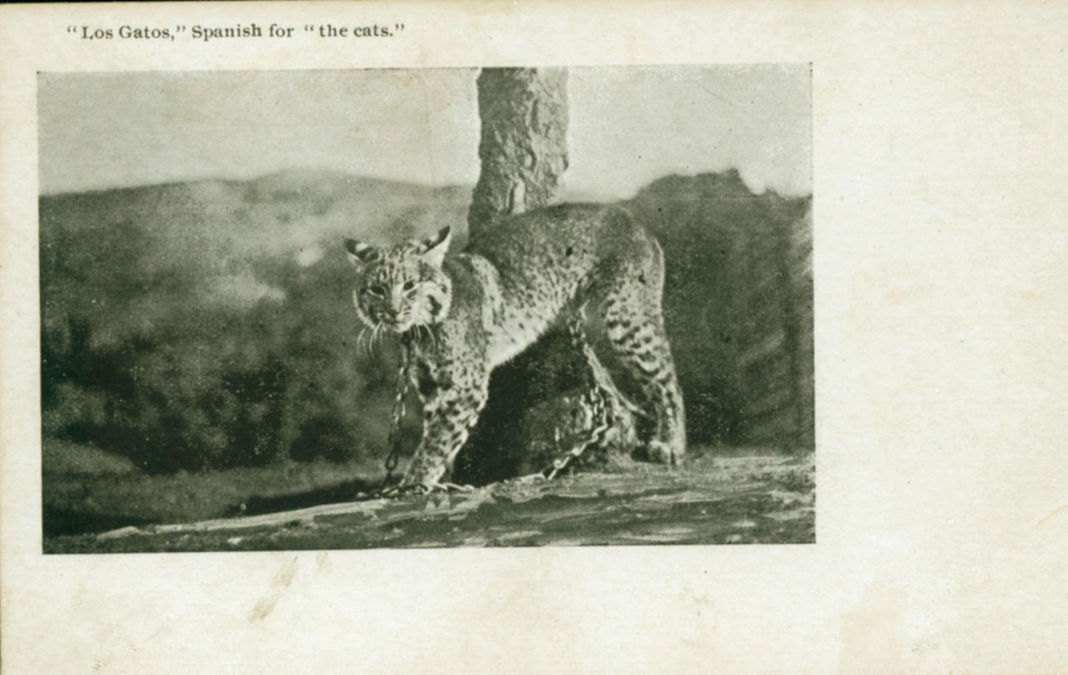 Cats
