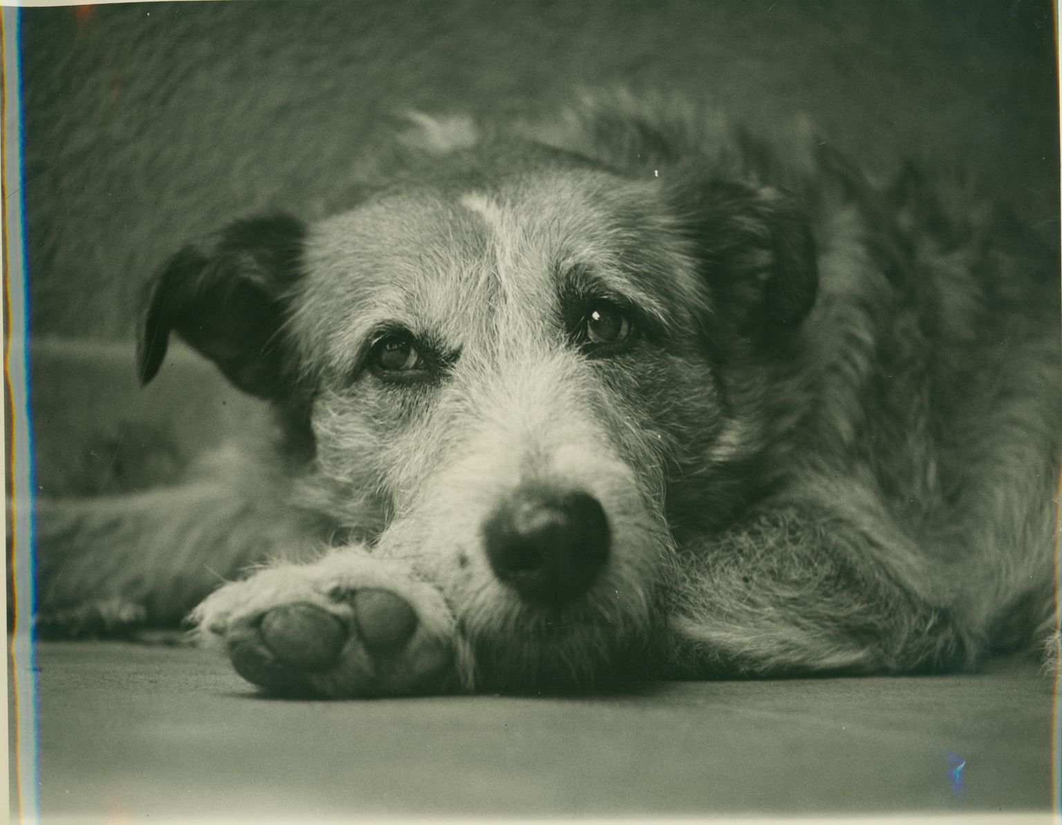 Chief - Town Mascot