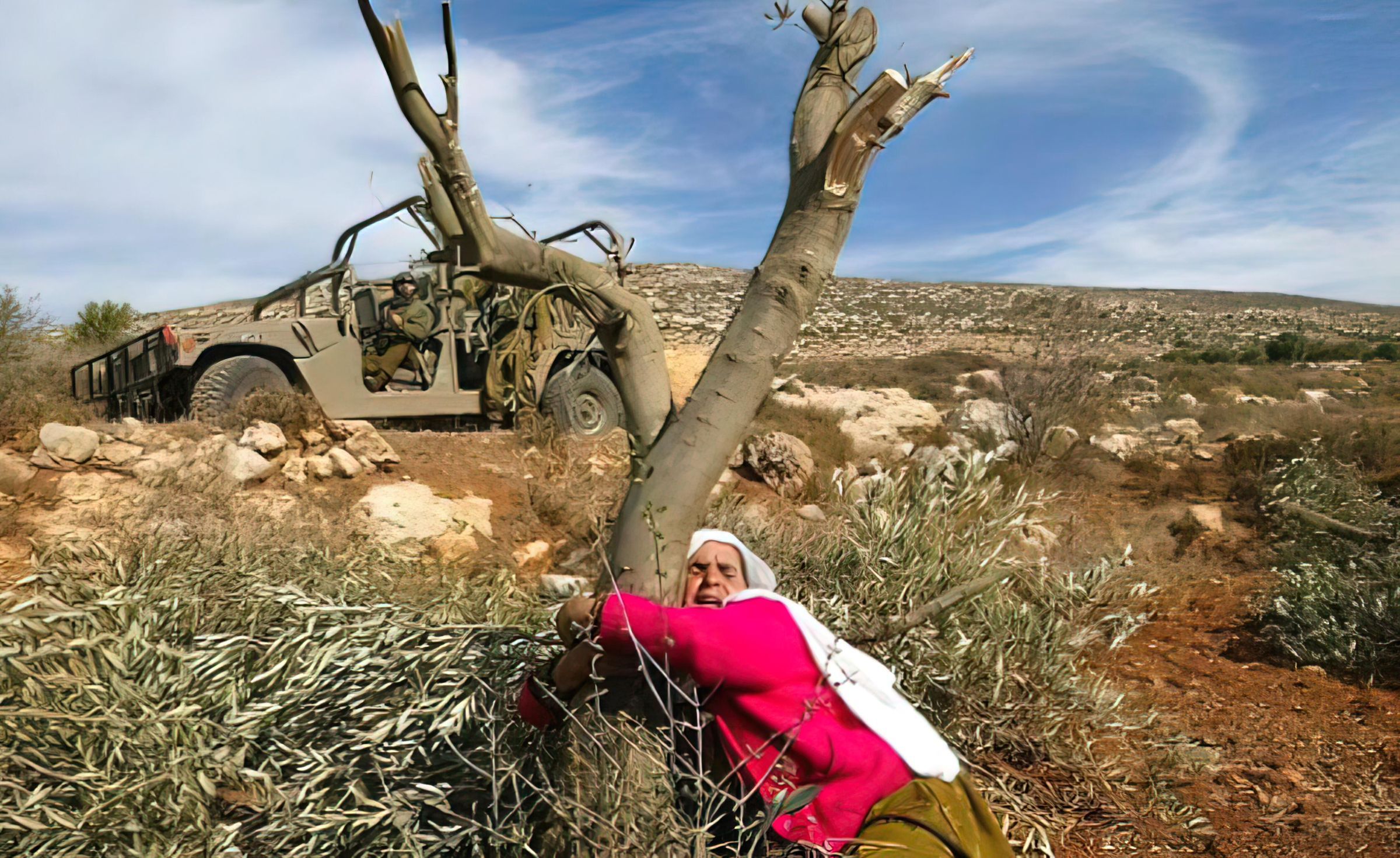 Destruction of Palestinian Olive Groves (2015) picture number 1