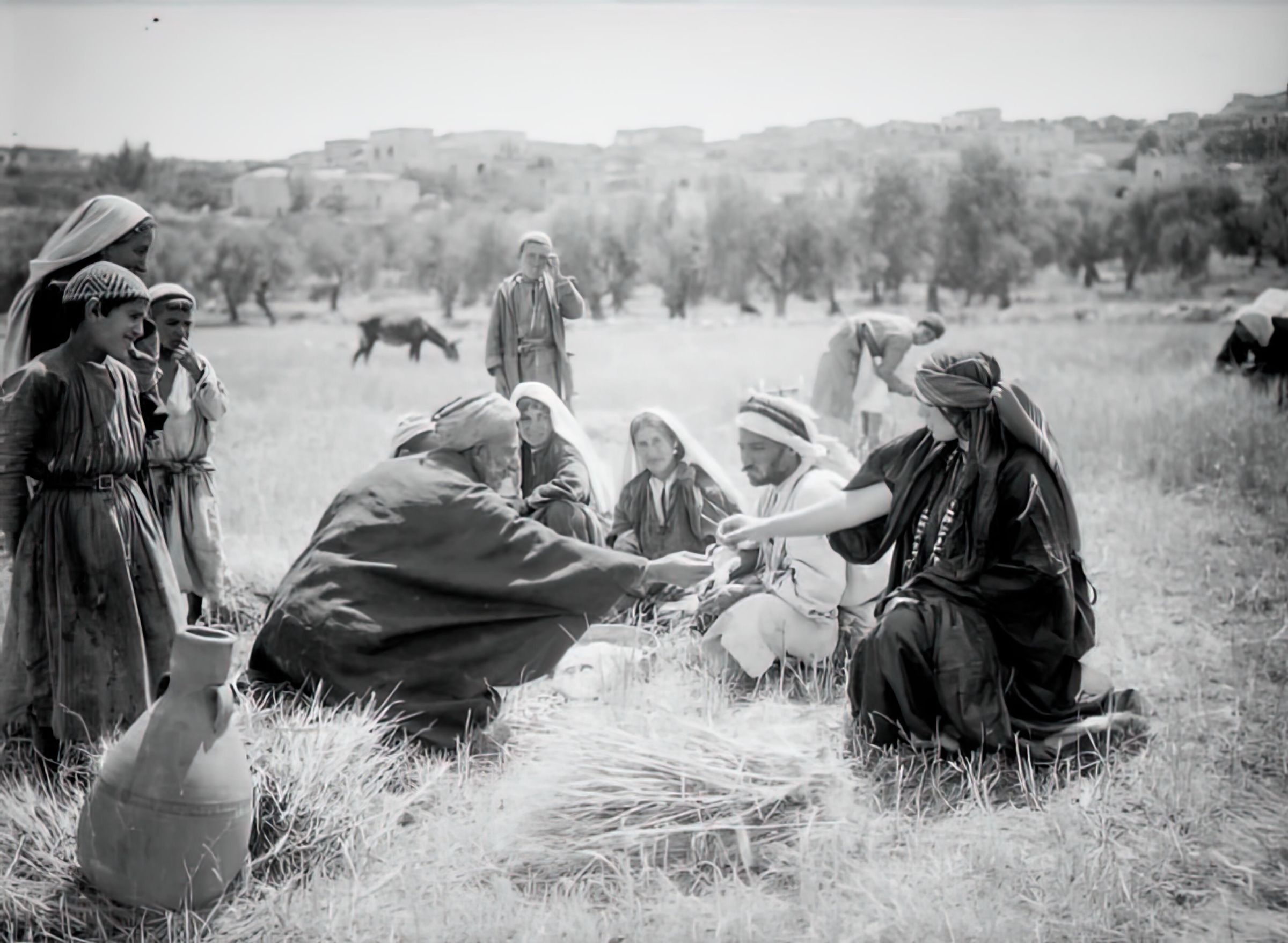 Harvesting at Beit Sahur and Bethlehem picture number 1