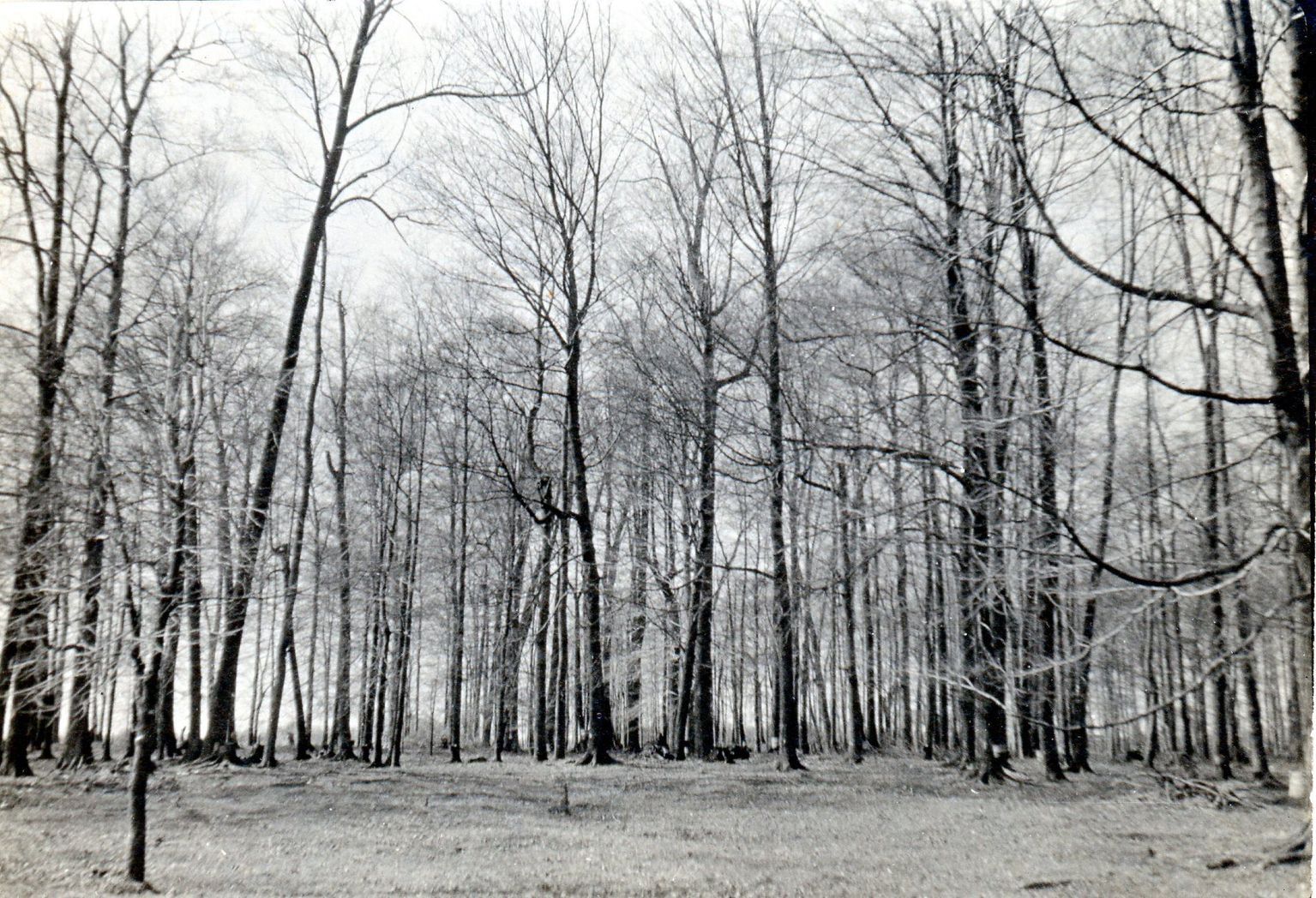 Maple Sugaring