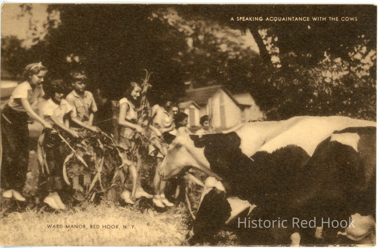 Ward Manor Collection