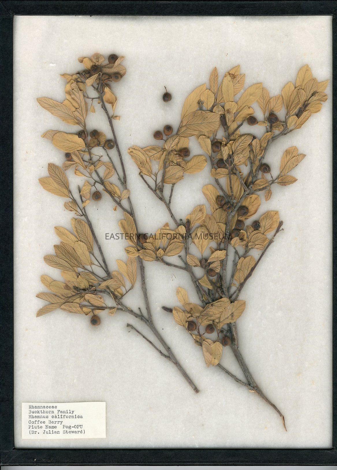 Botany Collection: Mark Kerr Collection of Paiute and Shoshone Utility Plants from Eastern California