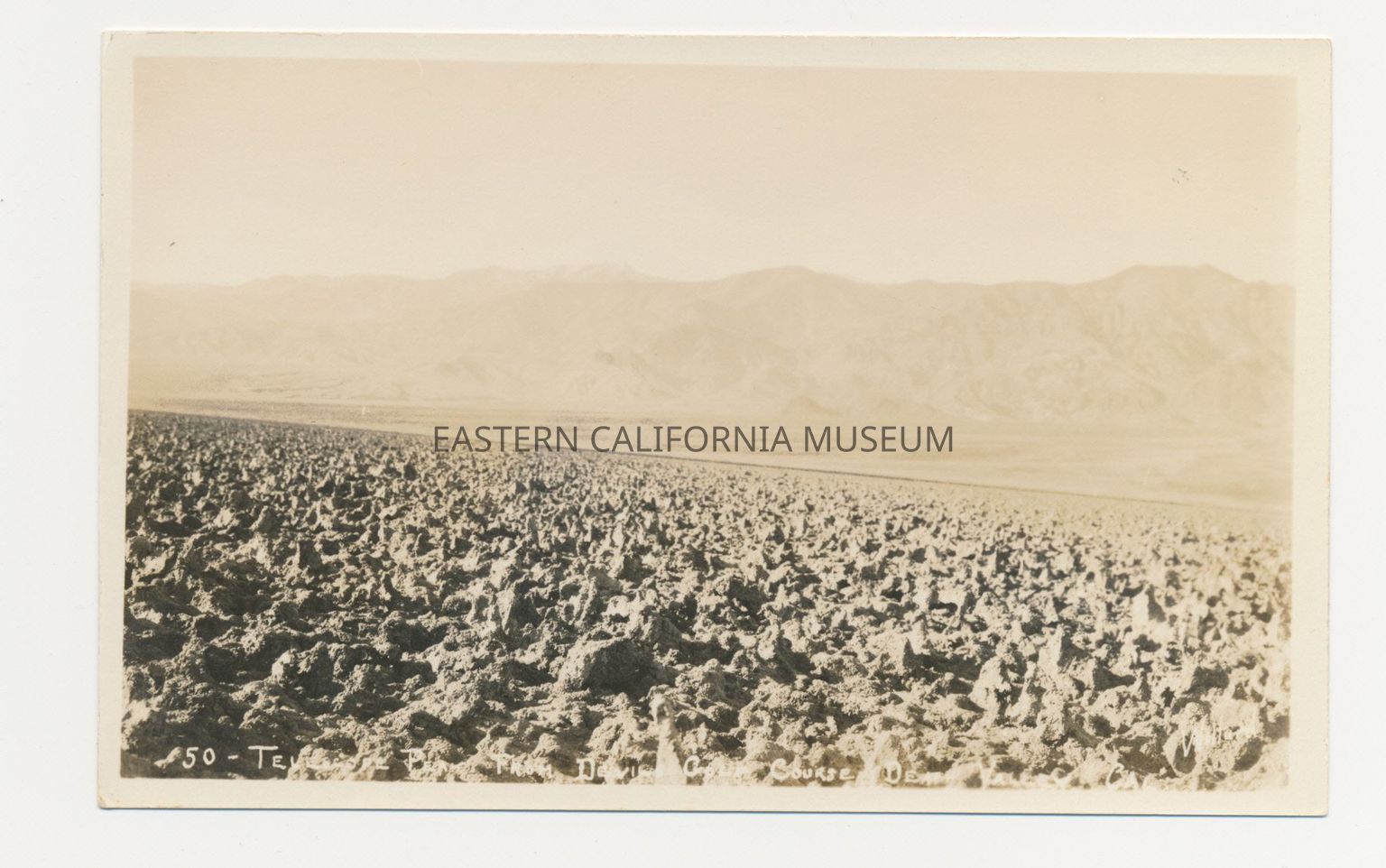 Photographer Spotlight: Stephen Hallet Willard (1894-1966)