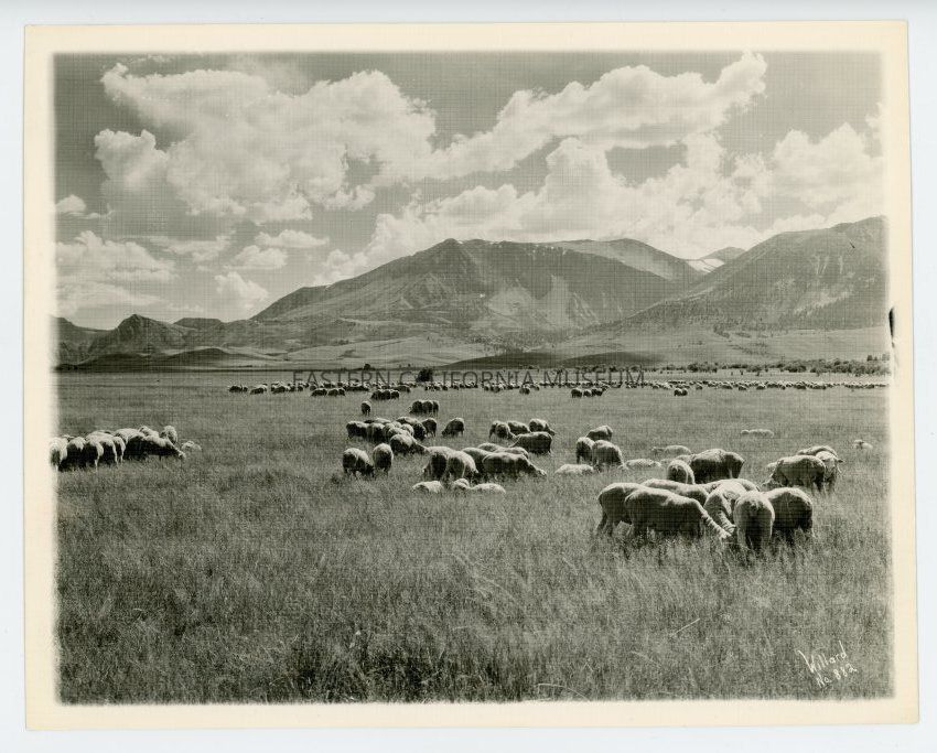 Photographer Spotlight: Stephen Hallet Willard (1894-1966)