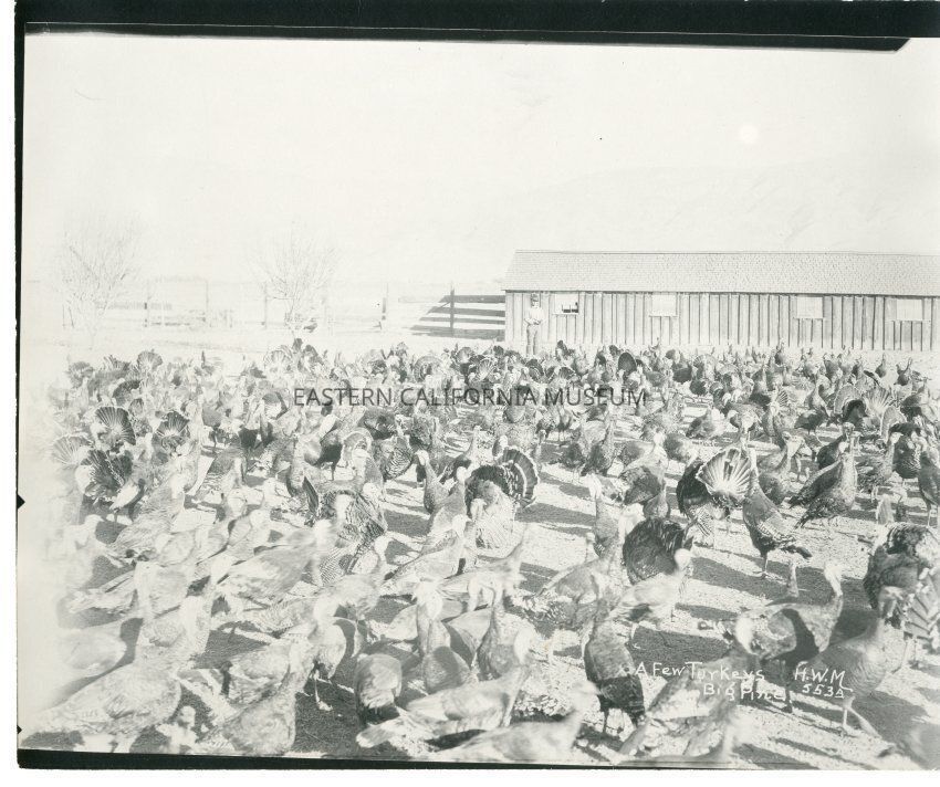 Photographer Spotlight: Harry Warner Mendenhall (1883-1952)