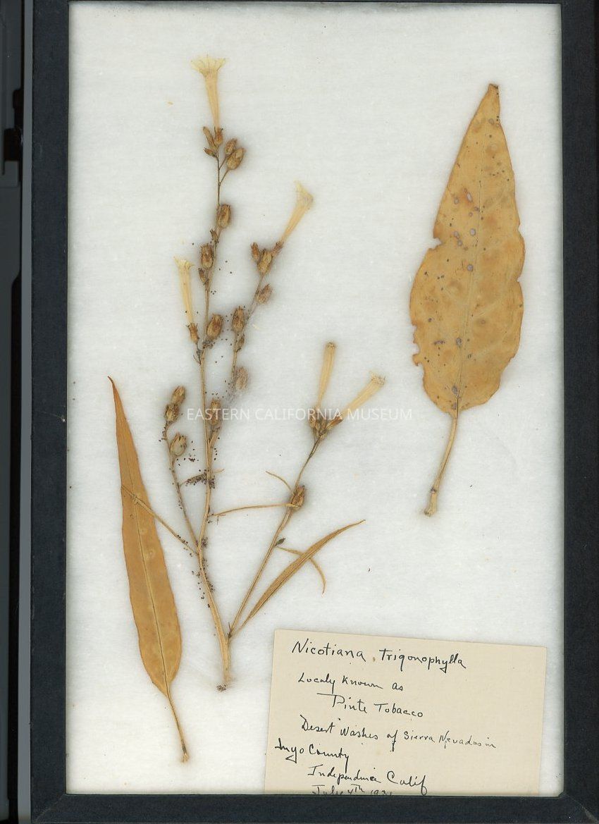 Botany Collection: John Wardle Dixon Collection of Flora from Inyo and Mono Counties, California