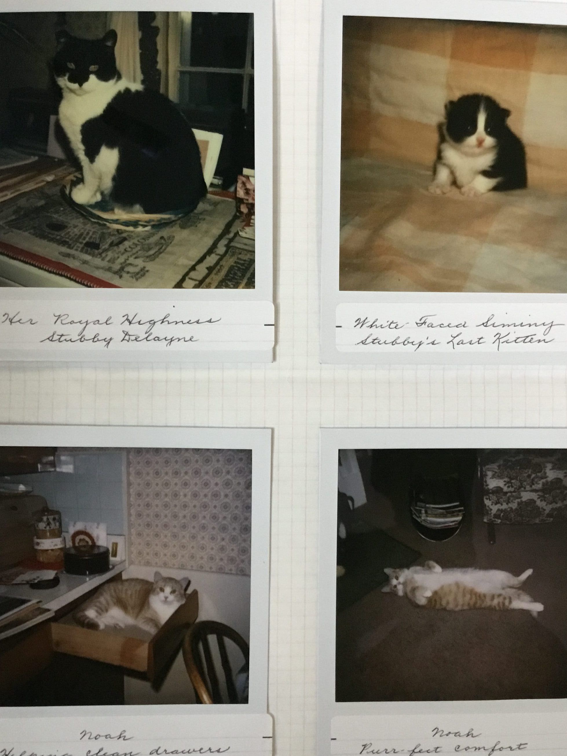 Rebecca's Hobart's Cats picture number 1