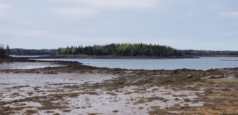          Dram Island in Dennys Bay, Maine; View of Dram Island at Low Tide from the road to the Reversing Falls, on Leighton's Neck, Pembroke, Maine.
   