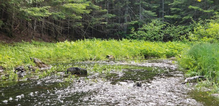          Venture Brook Flowing into Dennys River; The mouth of Venture Brook as it empties into the Dennys River in Edmunds, Maine.
   