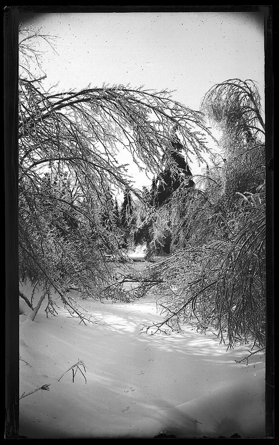Ice on the Trees picture number 1