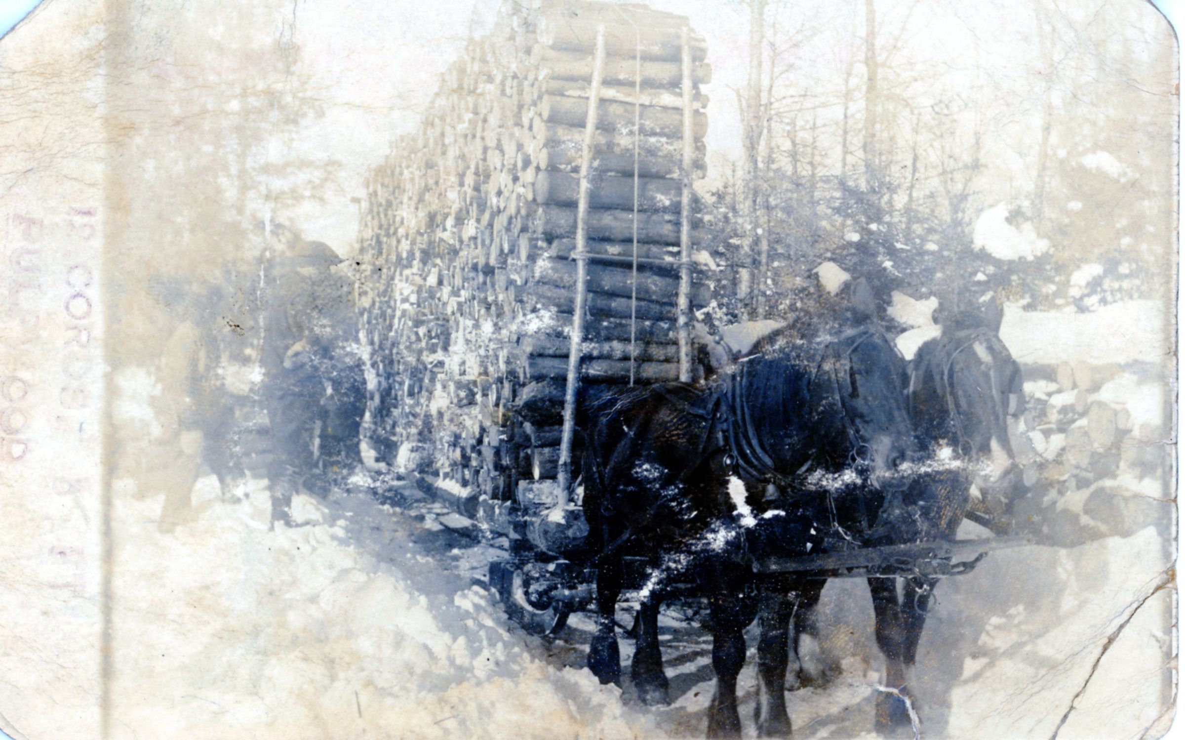 A Big Load of Pulp Wood, Dennysville, Maine; A singles team of horses hauls a huge load of pulpwood in the early 1920's.