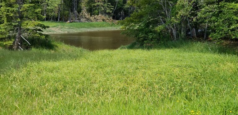          Sweetgrass gathering place; A waterside location next to Dock Brook in Dennysville where the Wabanaki traditionally gather sweetgrass for basketmaking and other purposes.
   