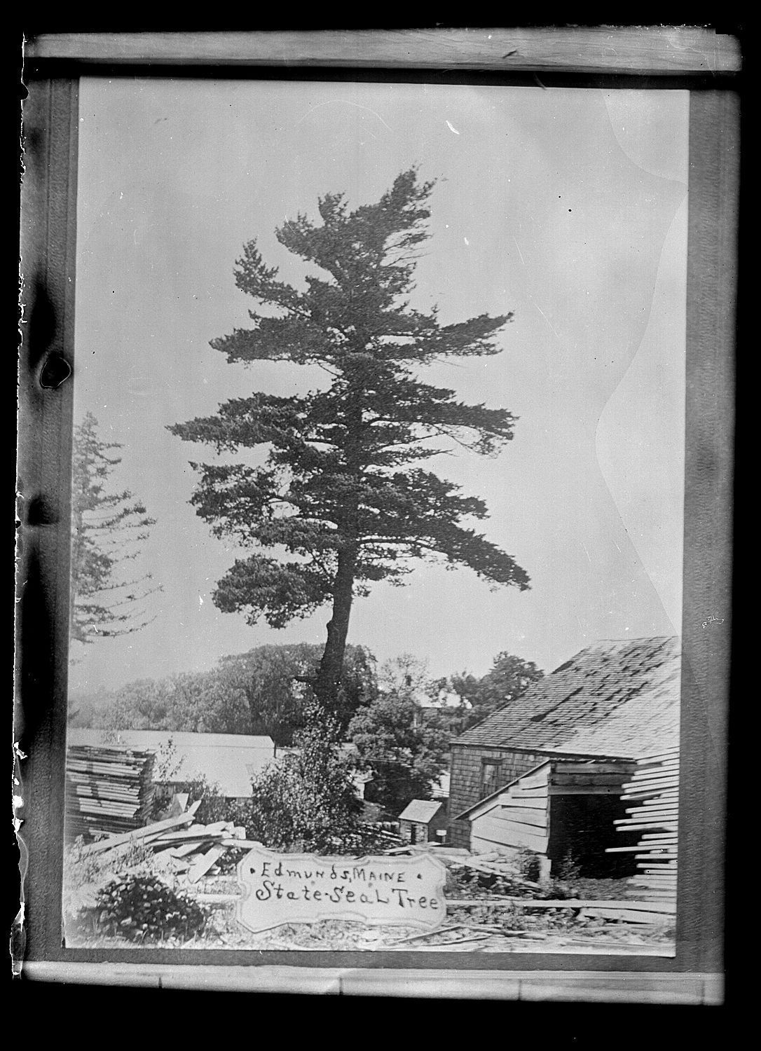 State Seal Tree Photos picture number 1
