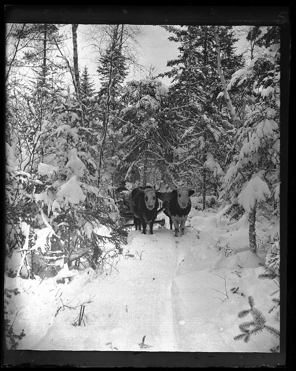 Oxen in winter driven by Sidney Hobart; In this view Sydney Hobart is bringing home a load of firewood to his house at Little Falls in Edmunds in the 1890's.
