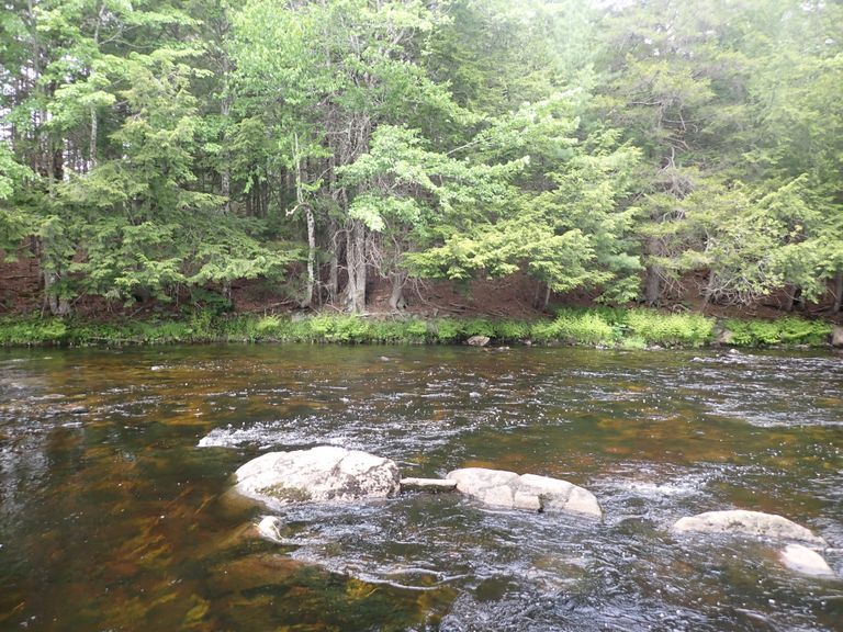          Above Ayer's Rips on the Dennys River
   