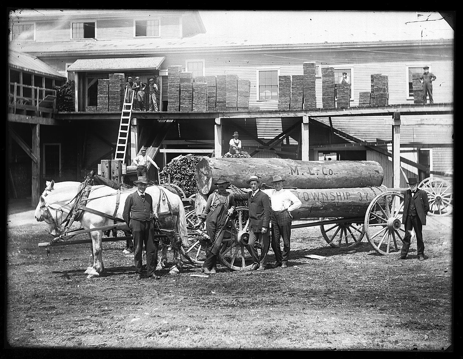 Large logs arrive at the Machias Lumber Company Mill in Township 37.; Photograph by John P. Sheahan of Edmunds, Maine.