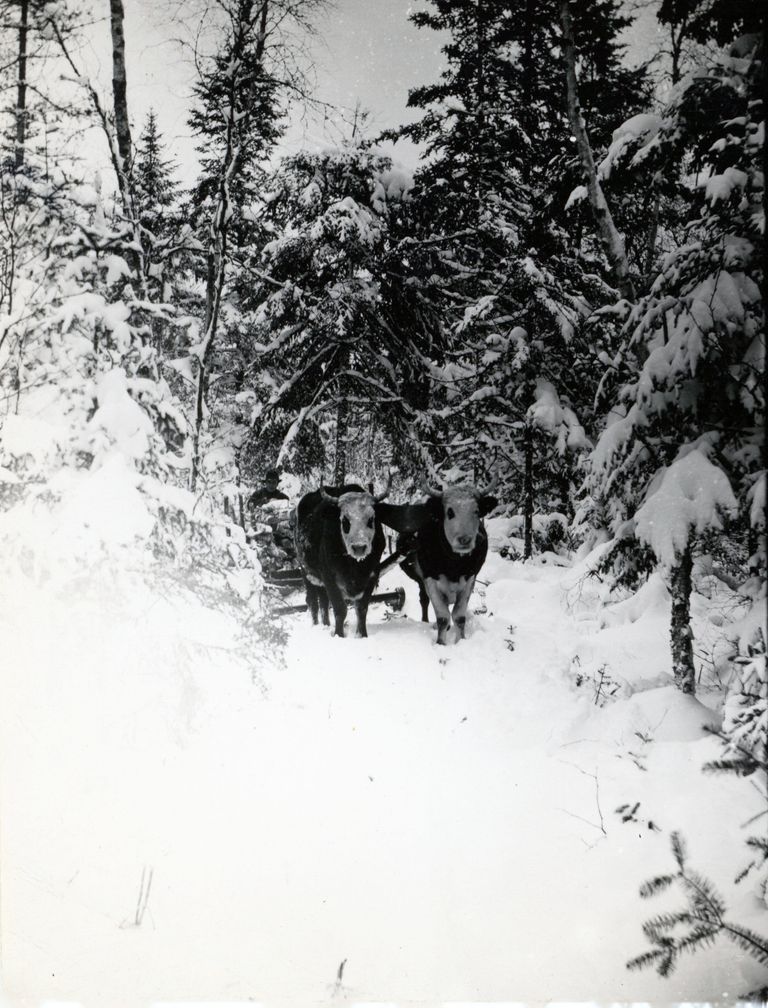          Hauling Firewood With Oxen, Edmunds, Maine; Photo courtesy of The Tides Institute, Eastport, Maine
   