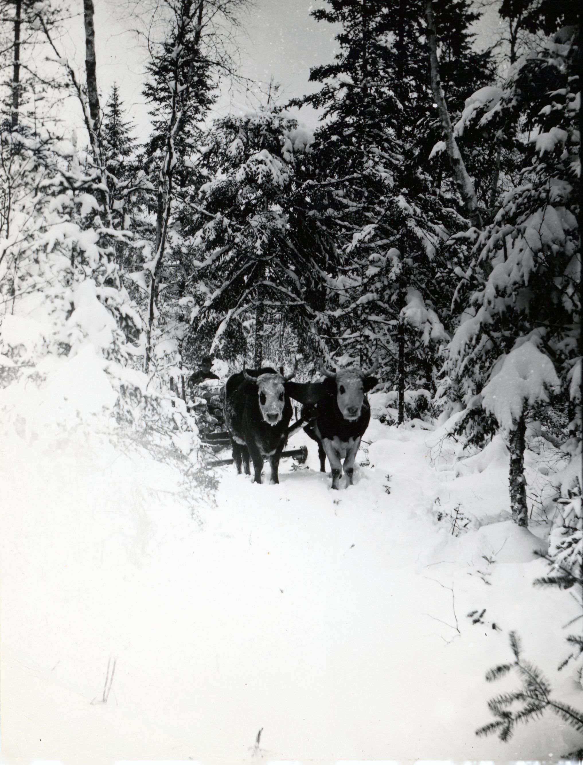 Hauling Firewood With Oxen, Edmunds, Maine; Photo courtesy of The Tides Institute, Eastport, Maine