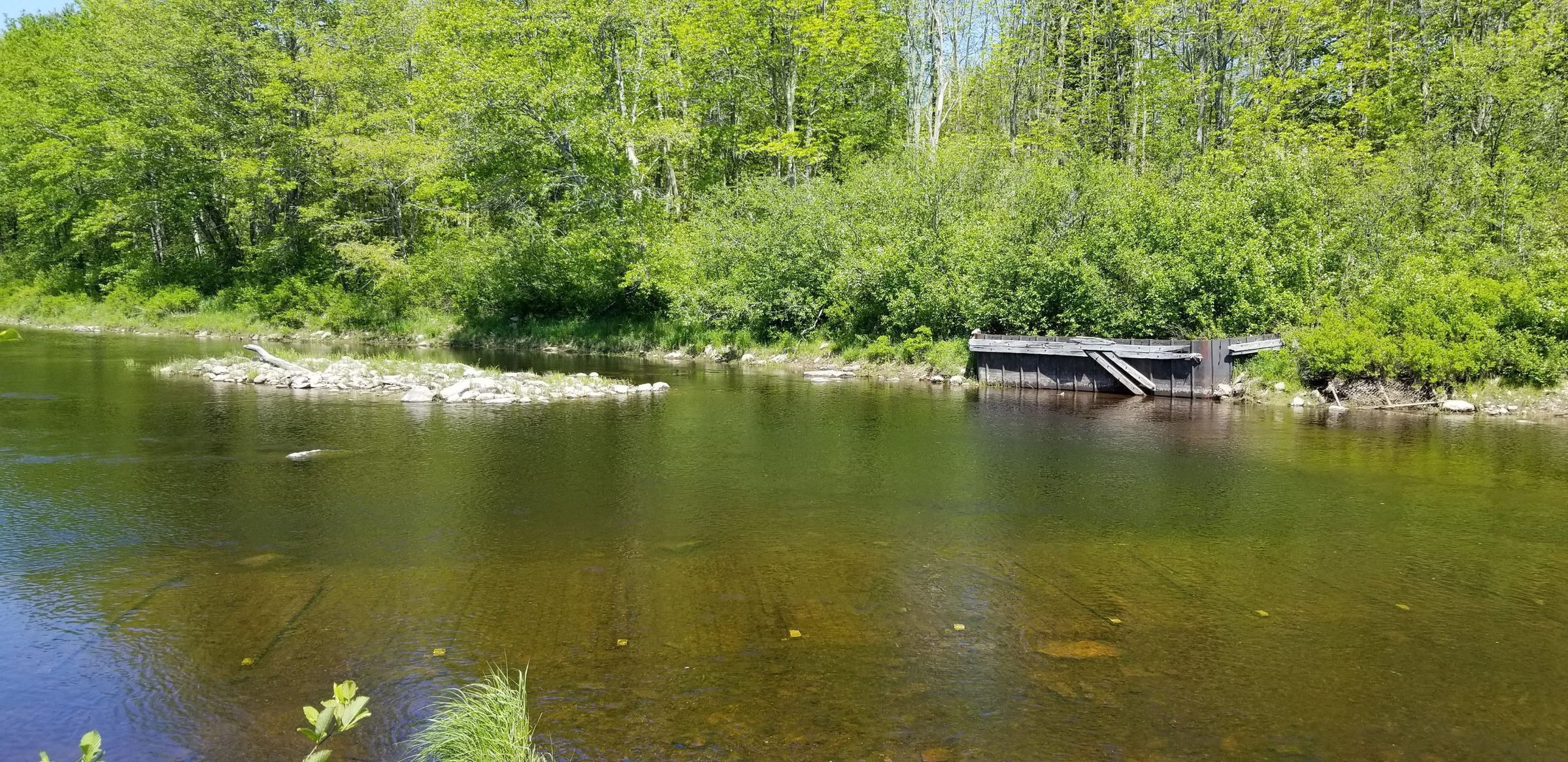 Site of Salmon Weir on the Dennys River in the early 2000's; The wooden abutment on the Edmunds shore buttressed a 'V' shaped stainless steel weir structure placed in the river by marine biologists for a series of summers in the early 2000's, and removed before winter freezing occurred.