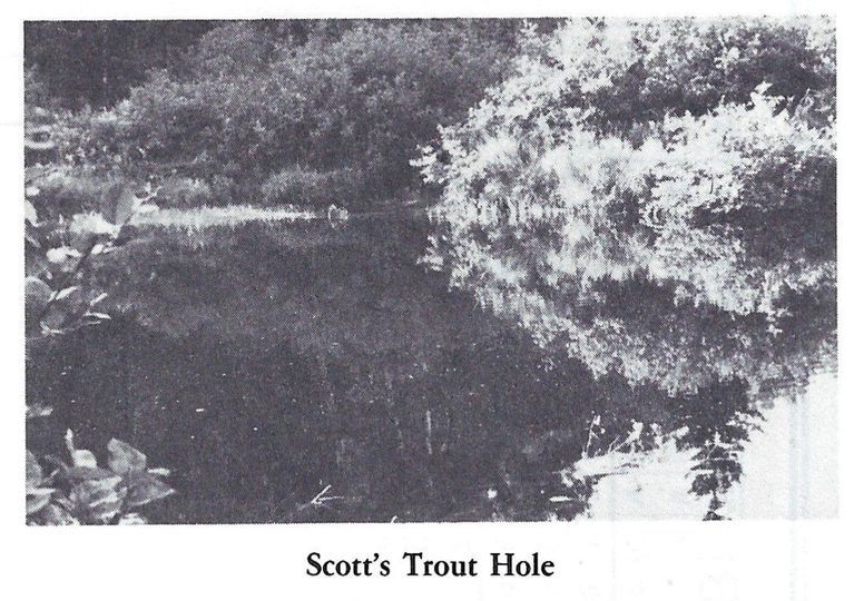          Scotts Trout Hole on the Dennys River
   