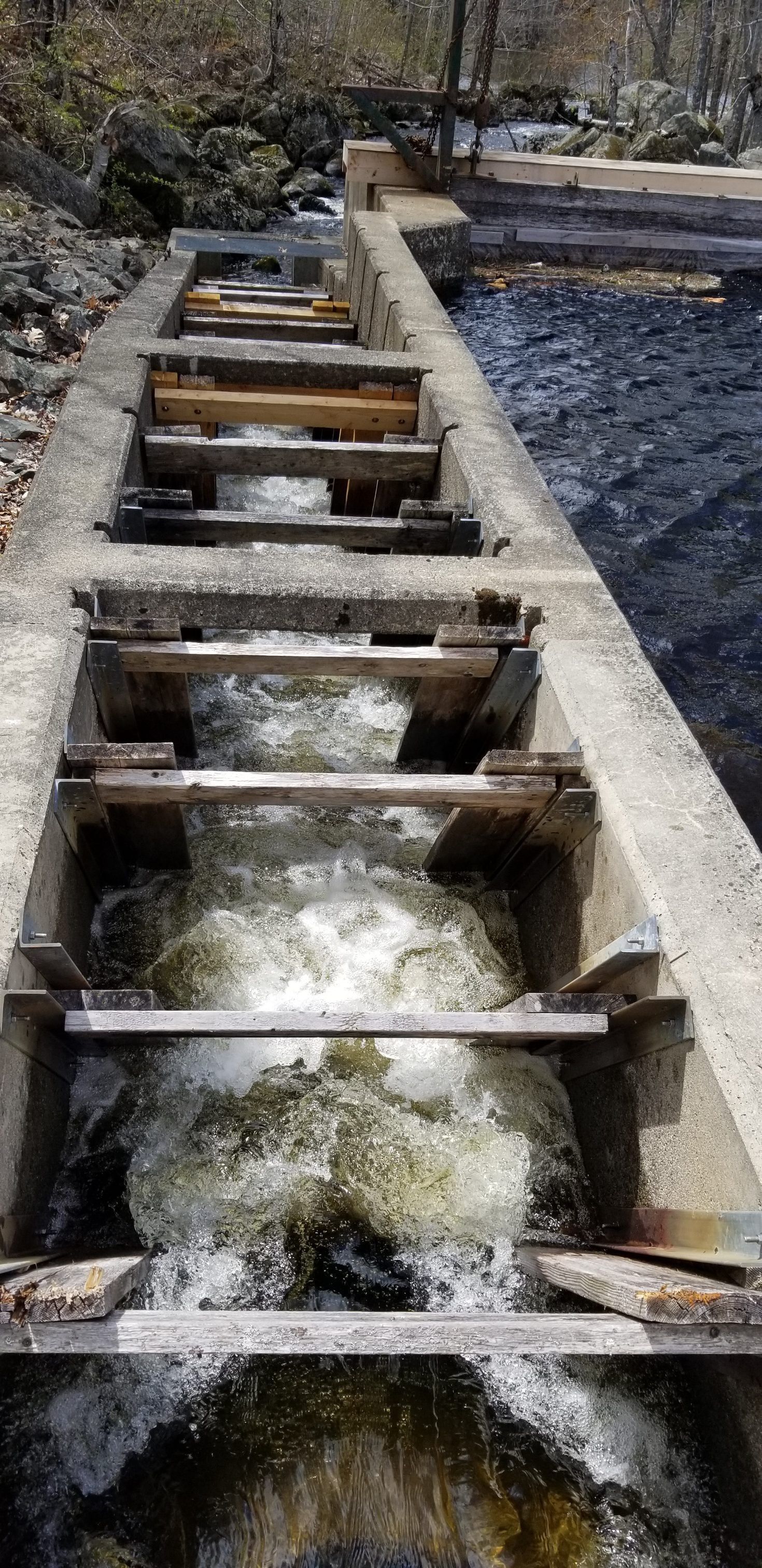Fish Ladder at Meddybemps lake in alewife season; View of the Dennys River Fish ladder on Meddybemps Lake during Alewife season, early May 2023