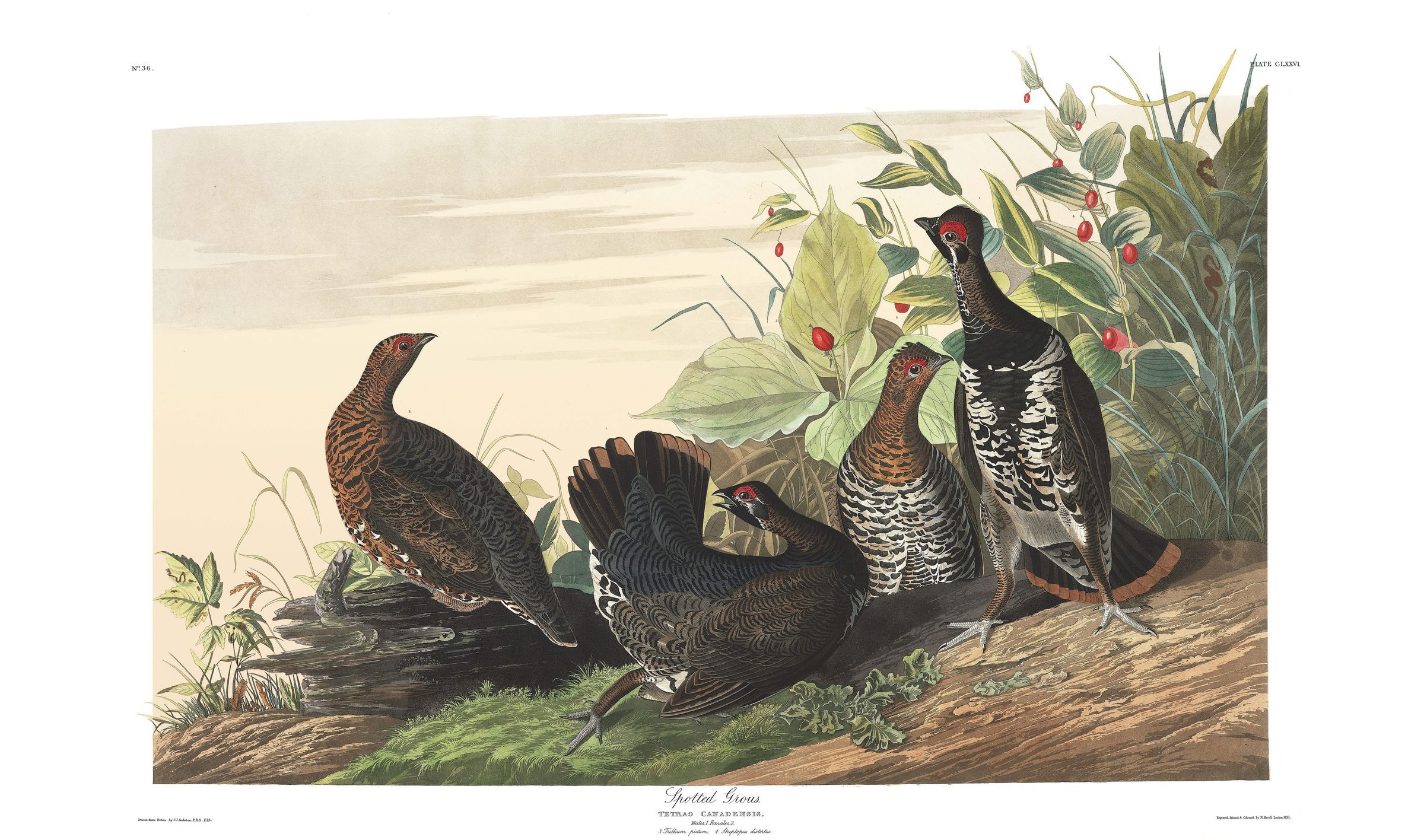 John James Audubon's print of the Spotted Grouse; A full sized engraving of John James Audubon's Spotted, or Canada Grouse, painted during his vist to Dennysville, Maine, in 1832.