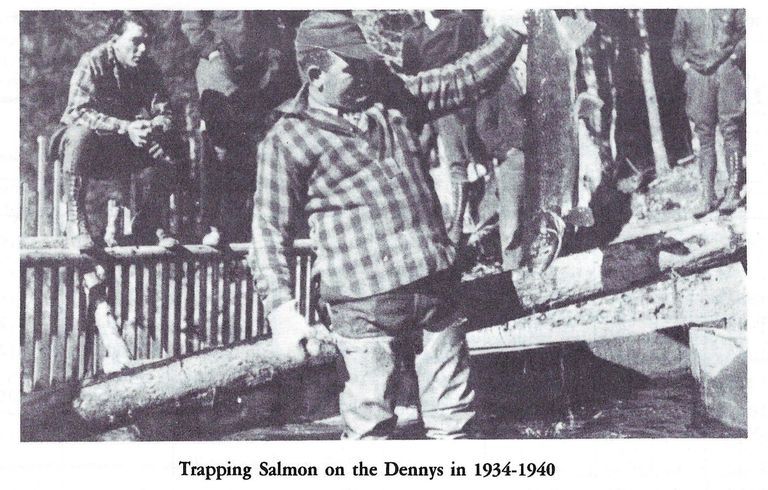          Trapping Salmon on the Dennys River 1934-1940; Image is reproduced from 