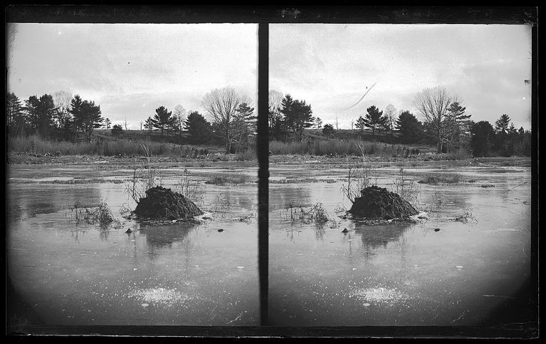          Muskrat Lodge in the Ice on the Dennys River picture number 1
   