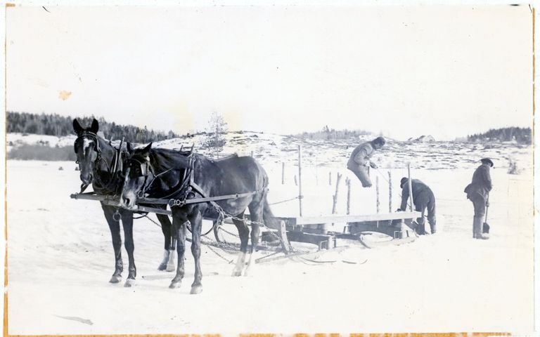          Harvesting Ice on the Dennys River; A team of horses waits patiently while men load newly cut slabs of ice from the Lincoln's mill pond onto a bobsled, on the Dennys River.  Photograph courtesy of the Tides Institute in Eastport, Maine.
   