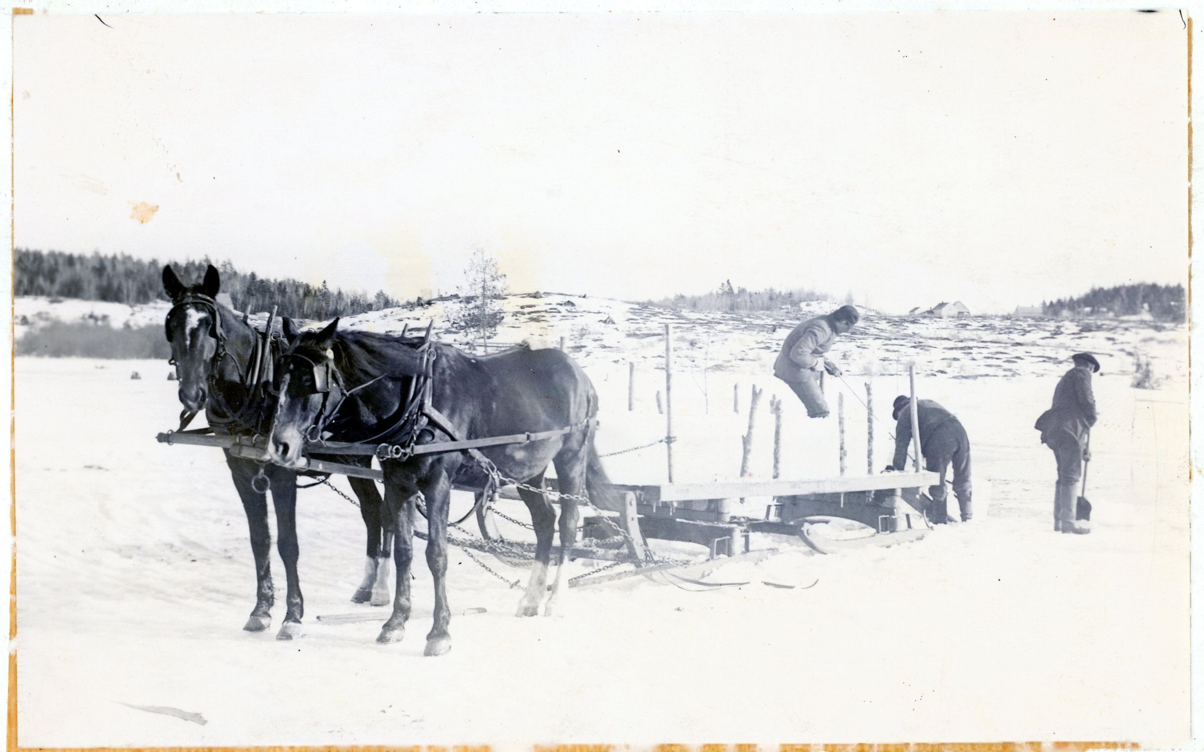 Harvesting Ice on the Dennys River; A team of horses waits patiently while men load newly cut slabs of ice from the Lincoln's mill pond onto a bobsled, on the Dennys River. Photograph courtesy of the Tides Institute in Eastport, Maine.